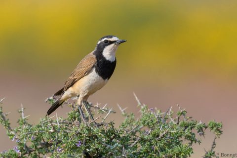 Capped Wheatear_South Africa-7