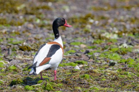 Common Shelduck_France-2