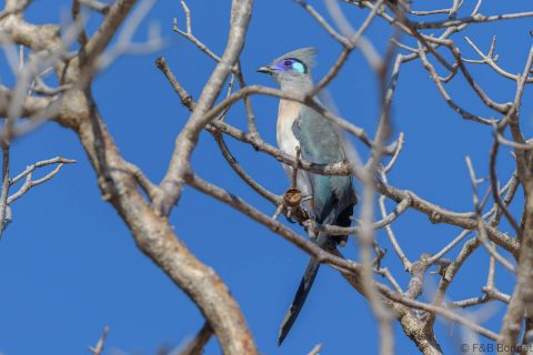 Crested Coua_Madagascar-3