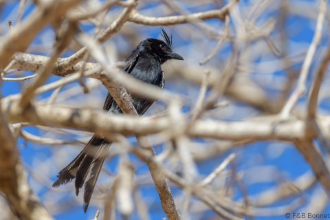 Crested Drongo_Madagascar-2