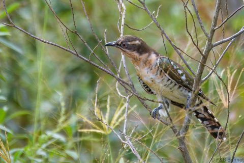 Diederik Cuckoo_South Africa-1