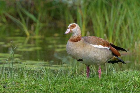 Egyptian Goose_South Africa-4