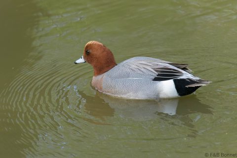 Eurasian Wigeon_France-2