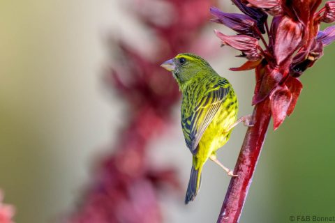 Forest Canary_South Africa-5