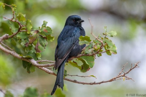Fork-tailed Drongo_South Africa-4