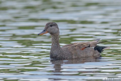 Gadwall_France-1