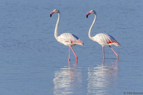Greater Flamingo_South Africa-2