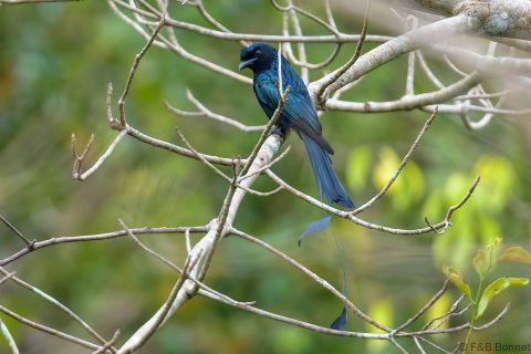 Greater Racquet Tailed Drongo Thailand 1