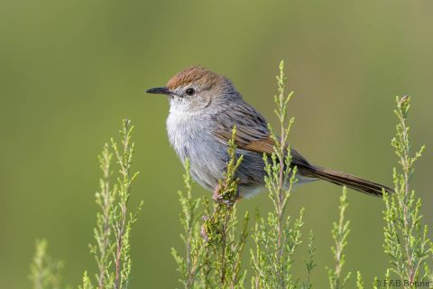 Grey-backed Cisticola_South Africa-2