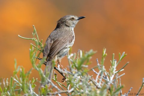 Karoo Prinia_South Africa-4