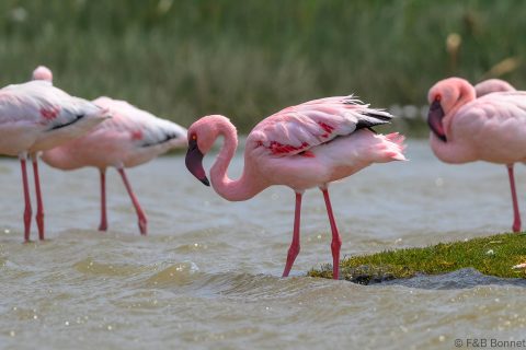 Lesser Flamingo_South Africa-1