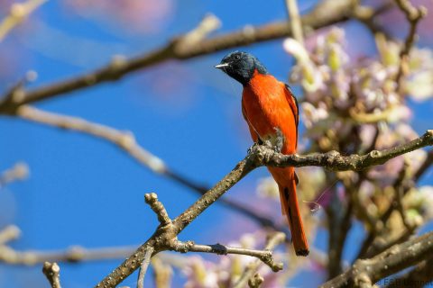 Long-tailed Minivet_Thailand-2