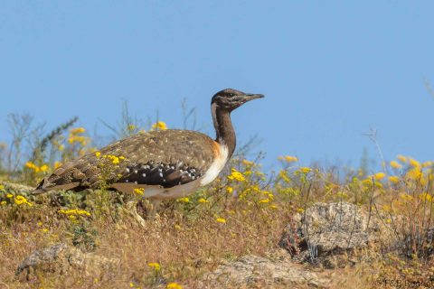 Ludwig's Bustard_South Africa-2