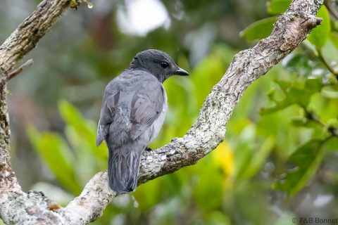 Madagascar Cuckooshrike_Madagascar-3
