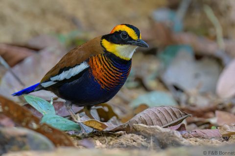 Malay Banded Pitta_Thailand-5