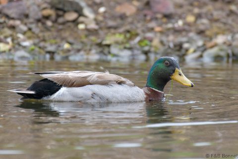 Mallard_France-1