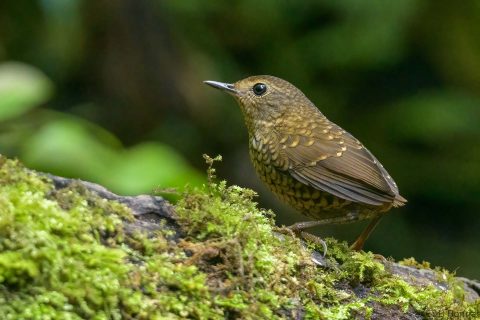 Pygmy Cupwing_Thailand-1