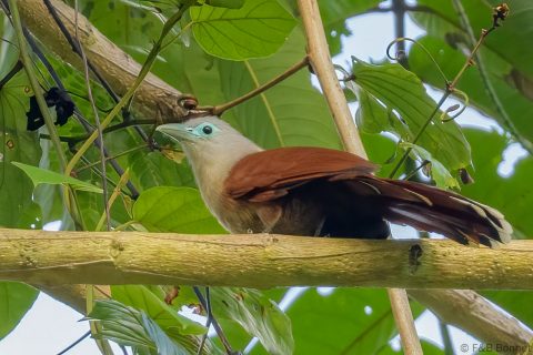 Raffles's Malkoha_Thailand-2
