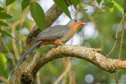 Red-billed Malkoha_Thailand-2