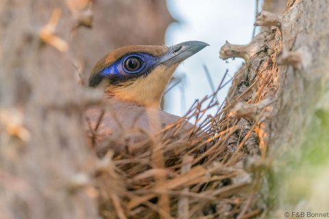 Red-capped Coua_Madagascar-1