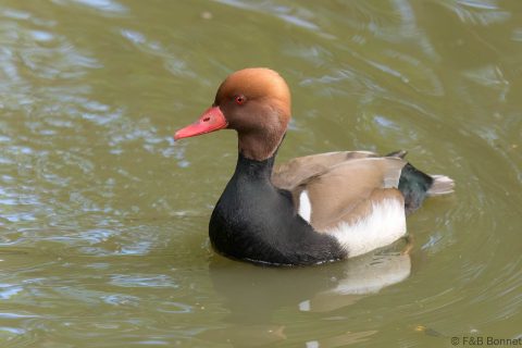 Red-crested Pochard_France-2