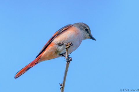 Rosy Minivet_Thailand-1