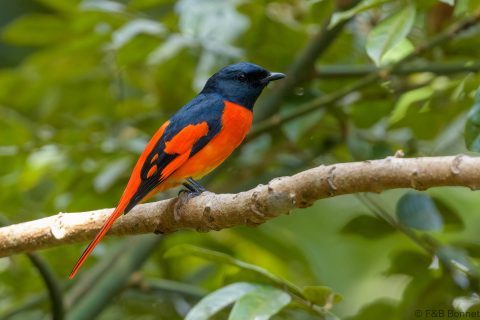 Scarlet Minivet_Thailand-3