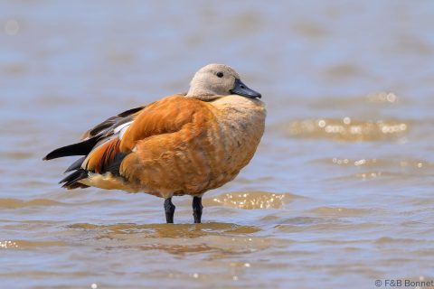 South African Shelduck_South Africa-1