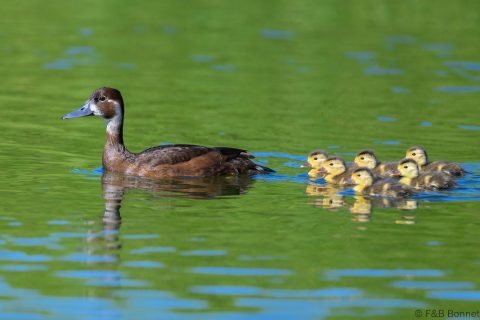 Southern Pochard_South Africa-1
