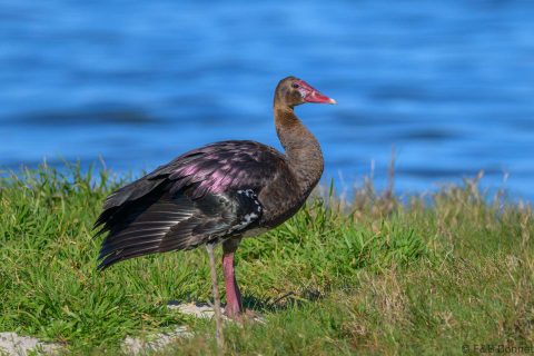 Spur Winged Goose South Africa 1
