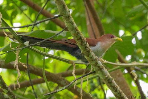 Squirrel Cuckoo_Ecuador-1
