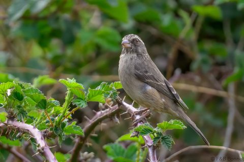 Streaky Headed Seedeater South Africa 1