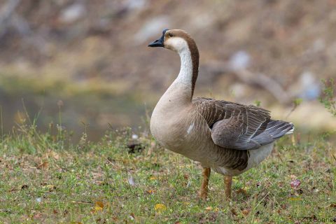 Swan Goose_Thailand-1