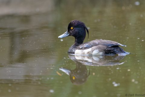 Tufted Duck_France-2