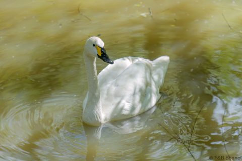Tundra Swan_France-2