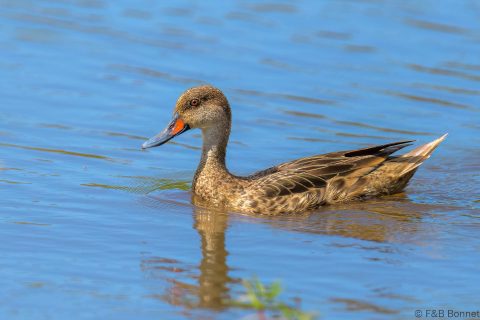 White-cheeked Pintail_Ecuador-2