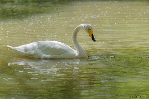 Whooper Swan_France-1