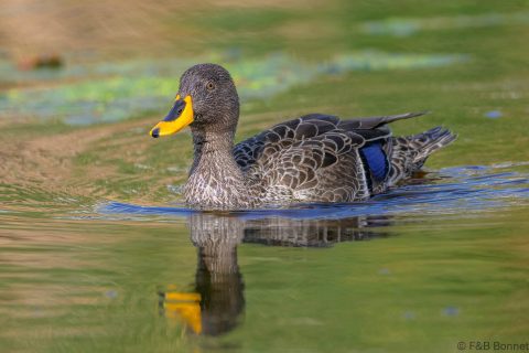 Yellow billed duck south africa 3