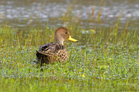 Yellow-billed Pintail_Ecuador-3