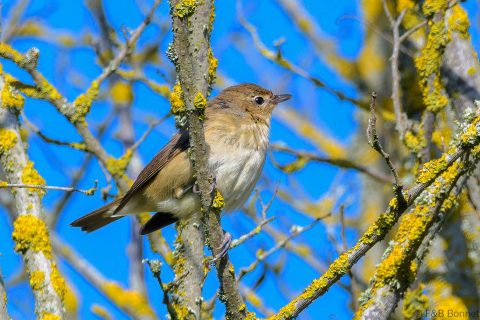 Garden Warbler_France-1