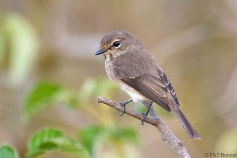 African Dusky Flycatcher_South Africa-2