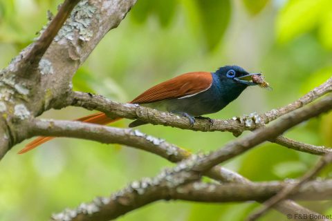 African Paradise Flycatcher_South Africa-2