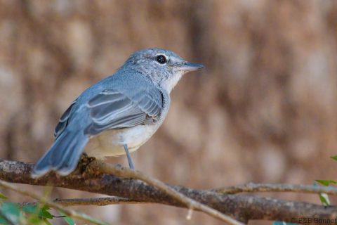 Ashy Flycatcher_South Africa-2