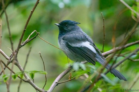 Blue-mantled Crested-Flycatcher_South Africa-2