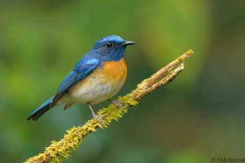 Blue-throated Blue Flycatcher_Thailand-6