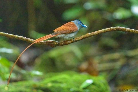 Blyth's Paradise Flycatcher_Thailand-4