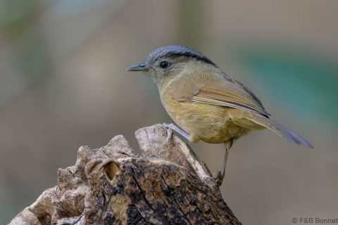 Brown-cheeked Fulvetta_China-2