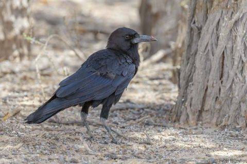 Cape Crow_South Africa-2