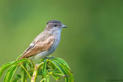 Crowned Slaty Flycatcher_Ecuador-1