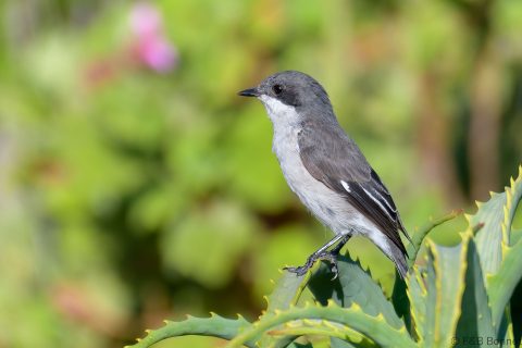 Fiscal Flycatcher_South Africa-1